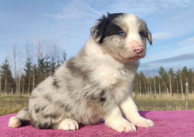 Szczenię BORDER COLLIE z Hodowli - Rasowy pies z pełną dok.