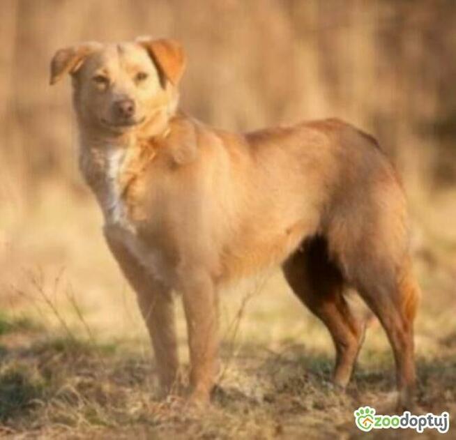 KIARA - nieduża, wrażliwa, kochana sunia, ADOPTUJ