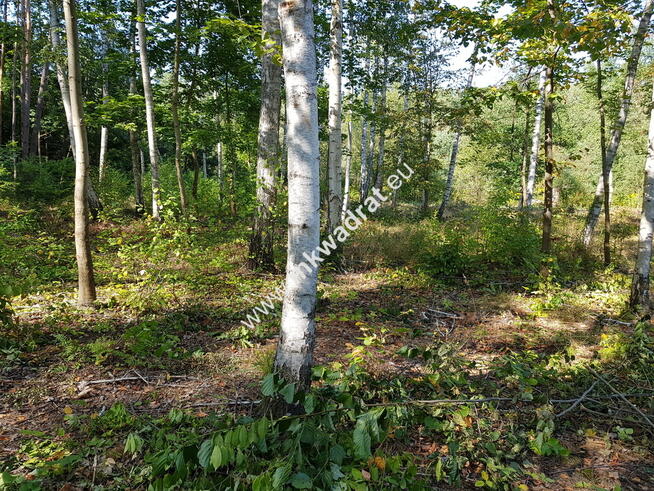 ⭐⭐⭐⭐ SuperDziałka dobra cena przy lesie Młochowski