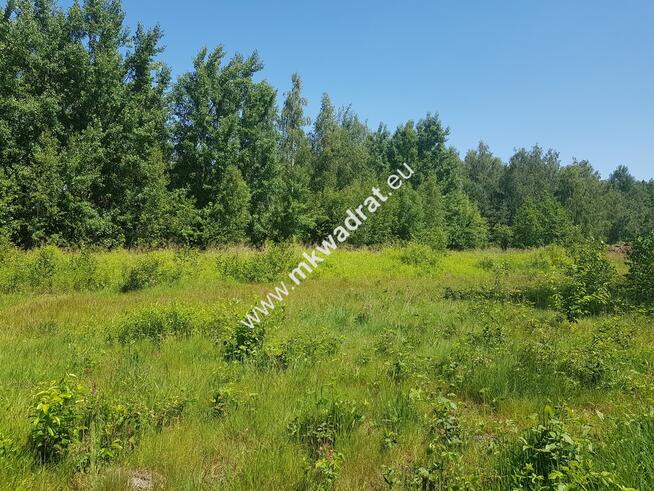 ⭐⭐⭐⭐ Czarny Las | Plan Zagosp | MEDIA Cicho ⭐⭐⭐⭐