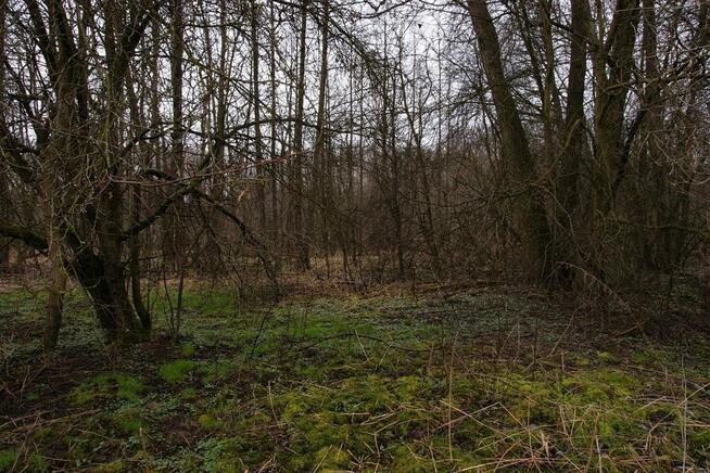 Siedlisko w Wąwolnicy.