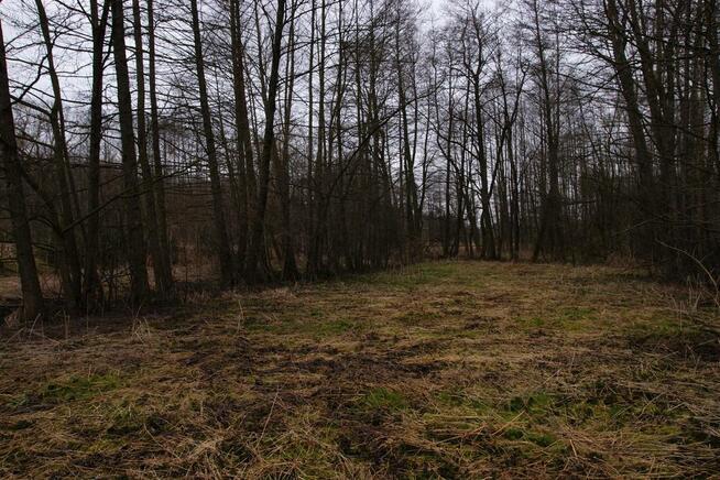 Siedlisko w Wąwolnicy.