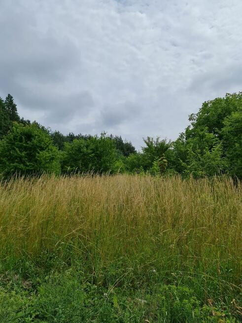 Działka budowlana Oleszno gm. Krasocin,