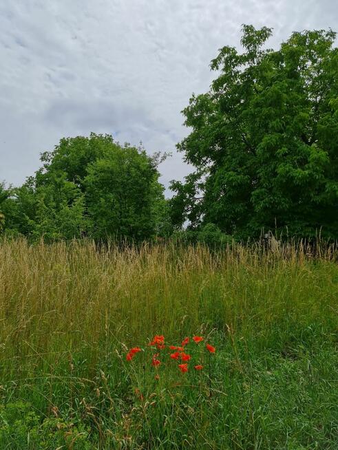 Działka budowlana Oleszno gm. Krasocin,