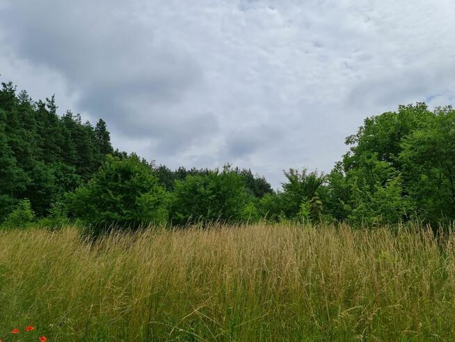 Działka budowlana Oleszno gm. Krasocin,