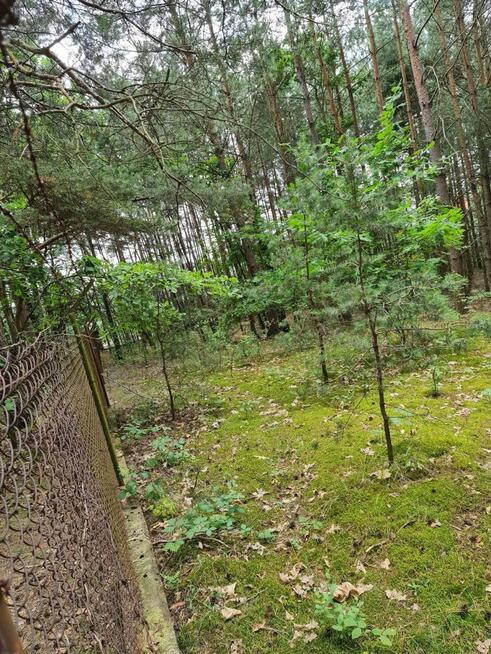 Działka budowlana Oleszno gm. Krasocin,