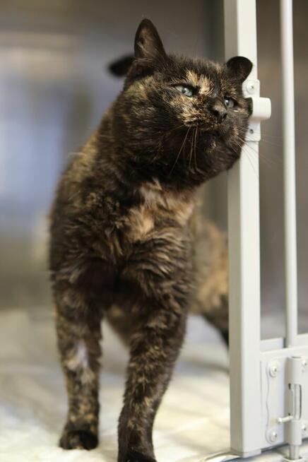 Do miłości gotowa Koteczka szylkretowa