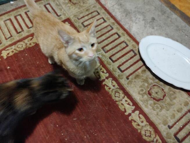 Oddam kotki za darmo.