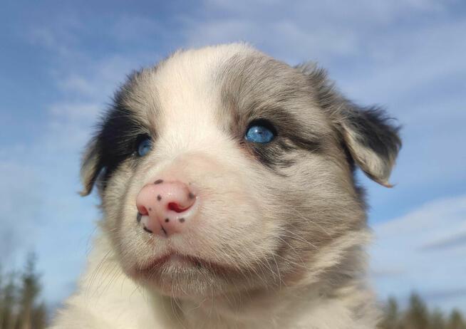 Szczenię BORDER COLLIE z Hodowli - Rasowy pies z pełną dok.