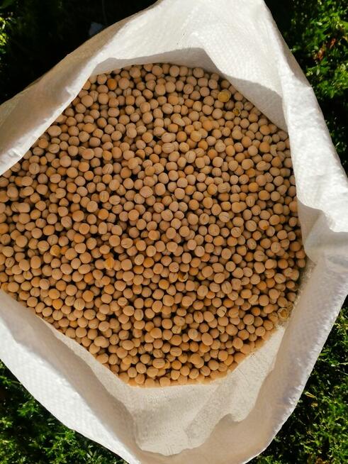 Groch 25 kg | Wysyłka GRATIS InPost | Od ręki