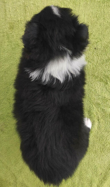 PIĘKNA! Suczka BORDER COLLIE z Hodowli - Rasowa z pełną dok.