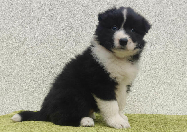 PIĘKNA! Suczka BORDER COLLIE z Hodowli - Rasowa z pełną dok.