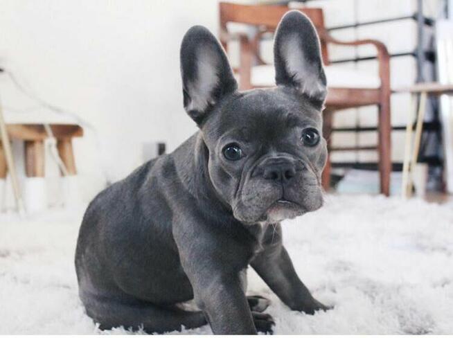 Buldoga Francuskiego