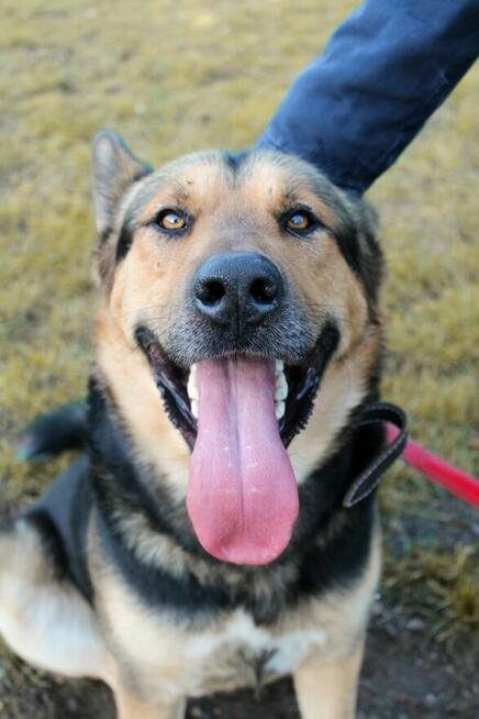 Bodzio szuka domu, pies, w typie owczarka