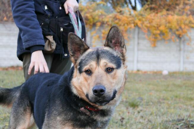 Bolek szuka domu, pies, młody, w typie owczarka
