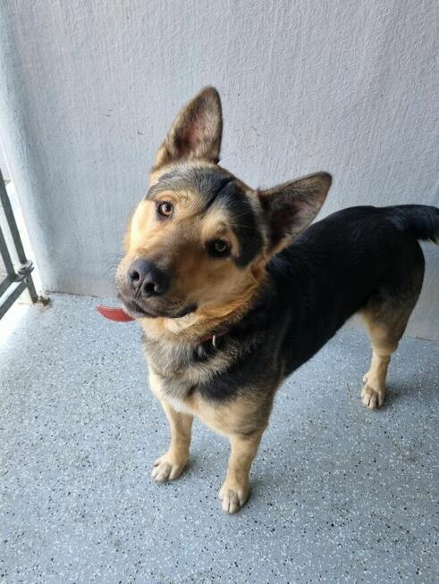 Bolek szuka domu, pies, młody, w typie owczarka