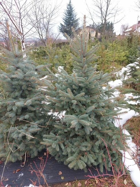 choinka świąteczna