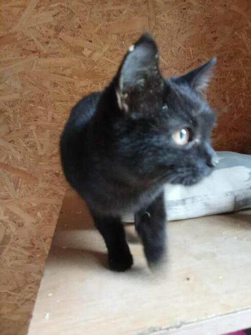 Pilne!! Pumcia ok 7 m-cz. wyjątkowa kicia do adopcji Wołczyn