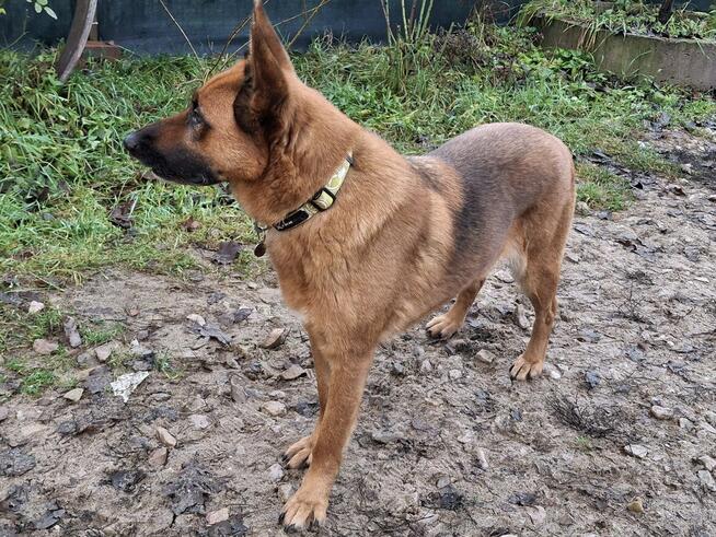 Sunia czeka na nowy dom