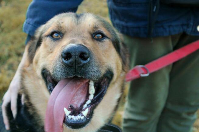 Bodzio szuka domu, pies, w typie owczarka