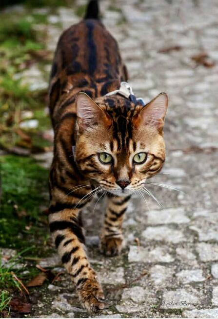 Bengal reproduktor rodowód Fife