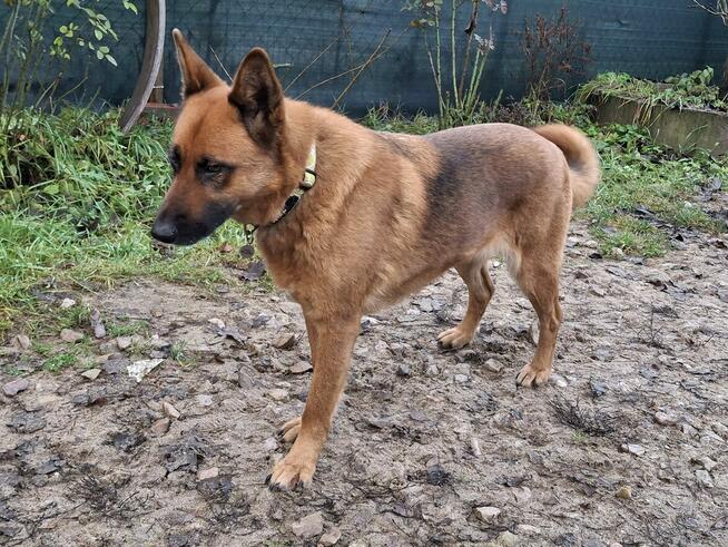 Sunia czeka na nowy dom