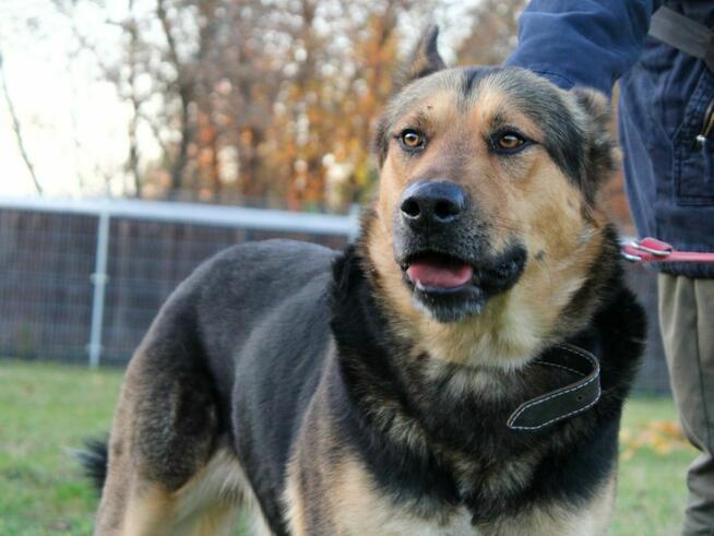 Bodzio szuka domu, pies, w typie owczarka