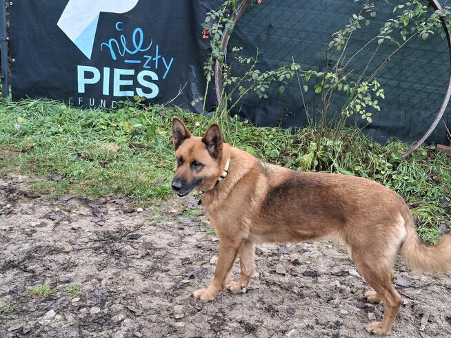 Sunia czeka na nowy dom