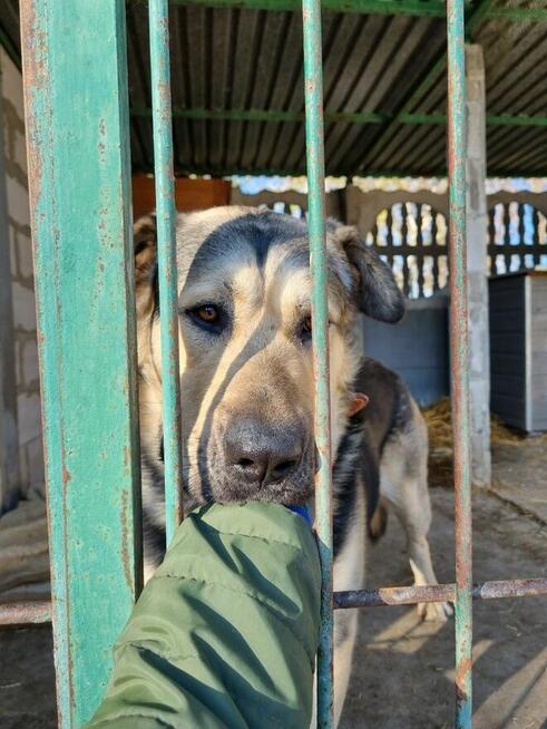 Borys szuka domu, pies, w typie owczarka