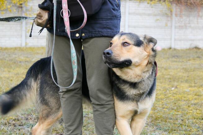 Bolek szuka domu, pies, młody, w typie owczarka
