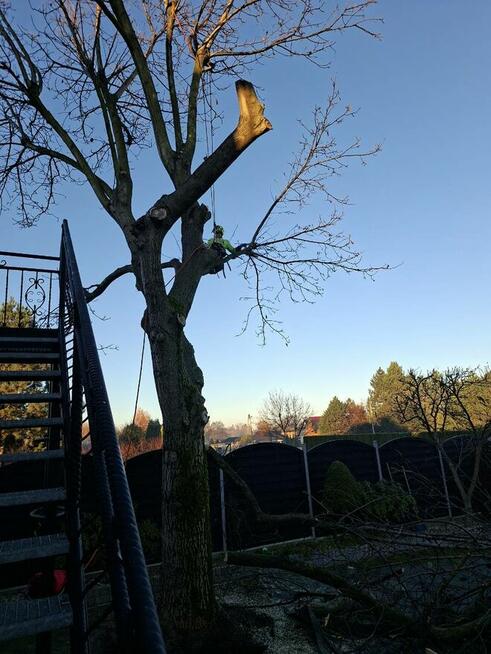 Wycinka i pielęgnacja drzew trudnych alpinistycznie rębaługi