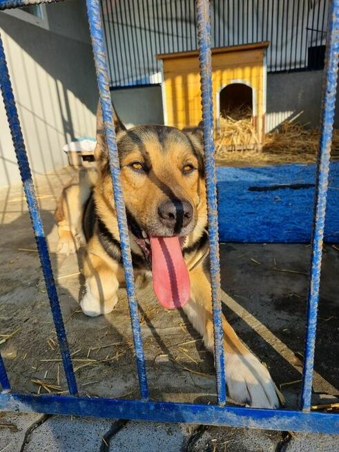 Bodzio szuka domu, pies, w typie owczarka