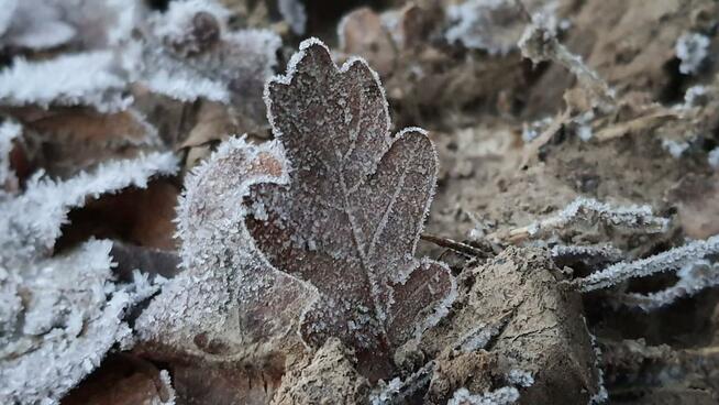 Piękna działka 65a pod Kazimierzem Dolnym