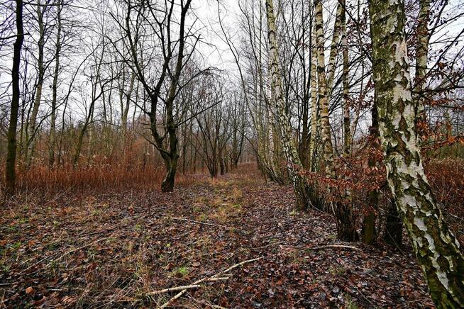 Piękna działka 65a pod Kazimierzem Dolnym