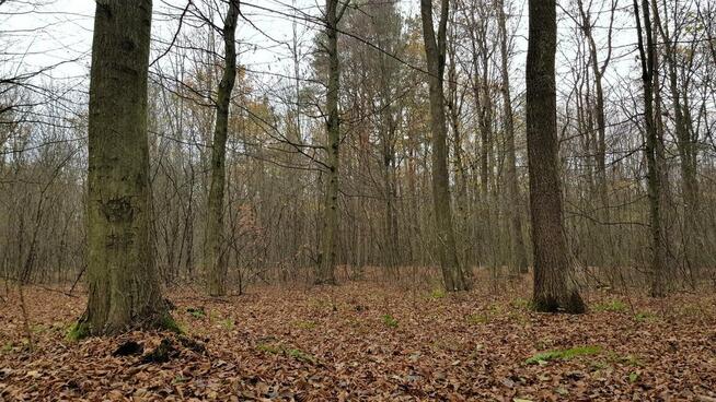 Przepiękny las w miejscowości Samoklęski