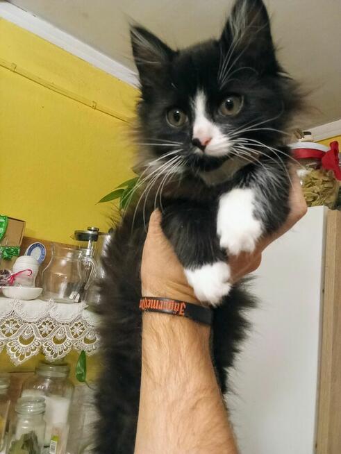 Puchata Norweska kotka szuka nowego domu