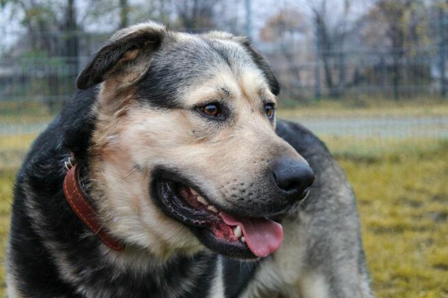 Borys szuka domu, pies, w typie owczarka