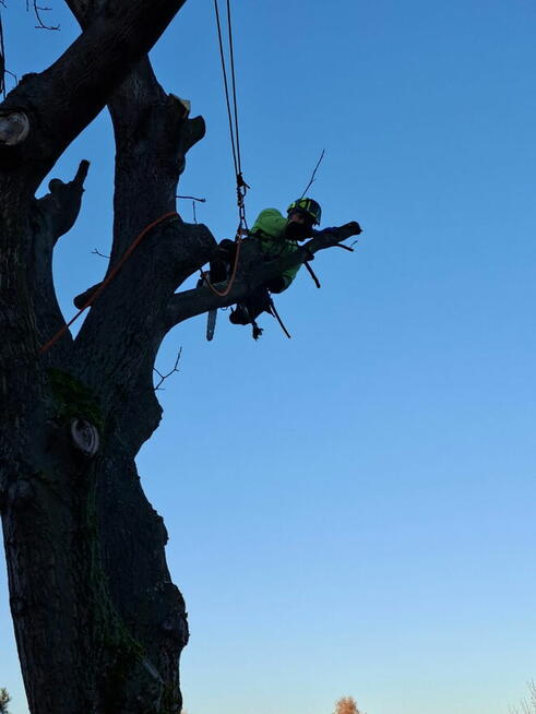 Wycinka i pielęgnacja drzew trudnych alpinistycznie rębaługi
