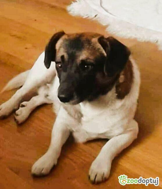 SZAFIR - niewielki psiak szuka domu po śmierci Pana