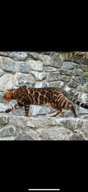 Bengal reproduktor rodowód Fife