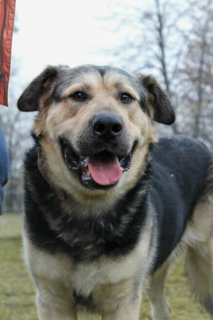 Borys szuka domu, pies, w typie owczarka