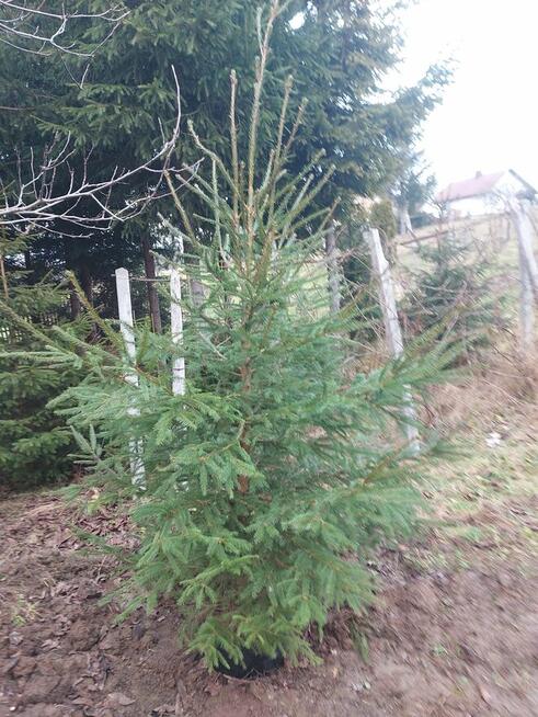 choinka świąteczna