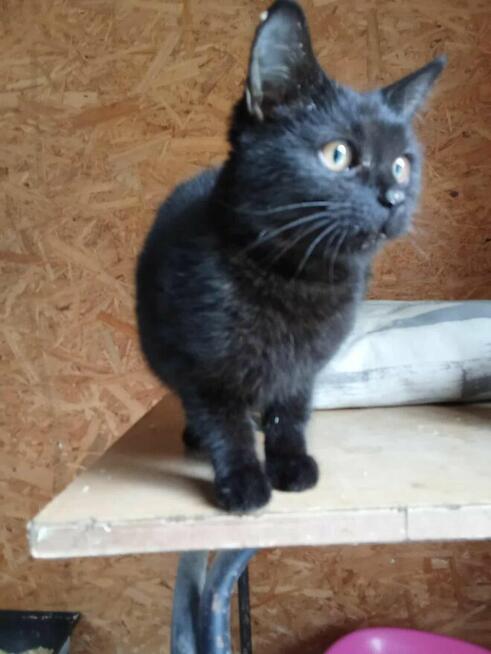 Pilne!! Pumcia ok 7 m-cz. wyjątkowa kicia do adopcji Wołczyn