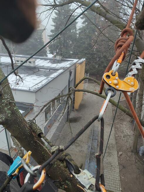 Wycinka i pielęgnacja drzew trudnych alpinistycznie rębaługi