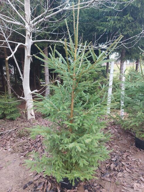 choinka świąteczna