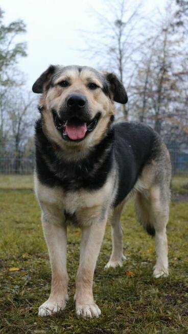 Borys szuka domu, pies, w typie owczarka