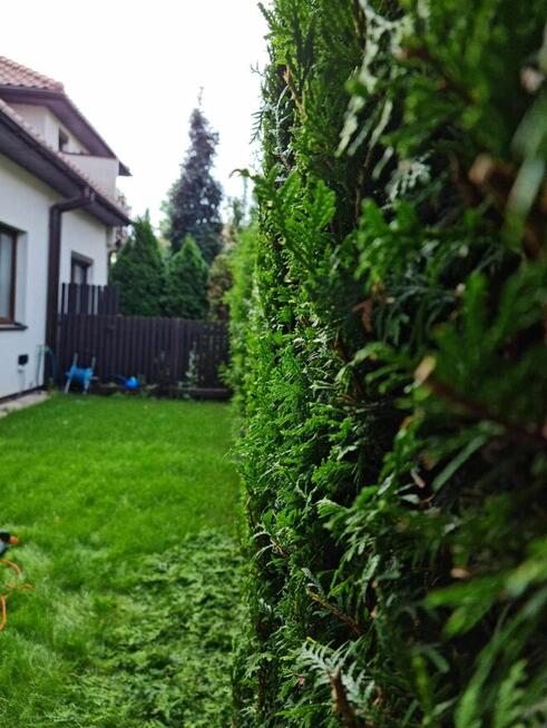 Świąteczne porządkowanie ogrodu