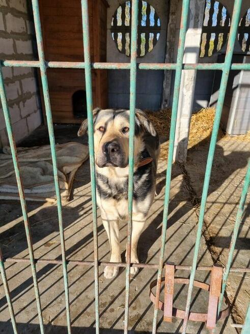 Borys szuka domu, pies, w typie owczarka