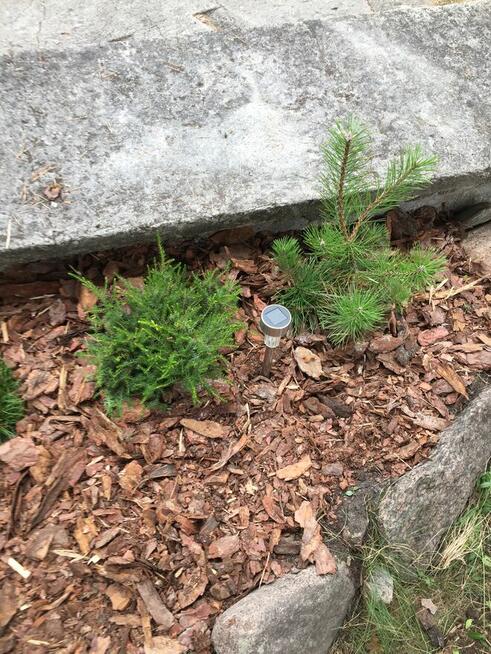 Świąteczne porządkowanie ogrodu