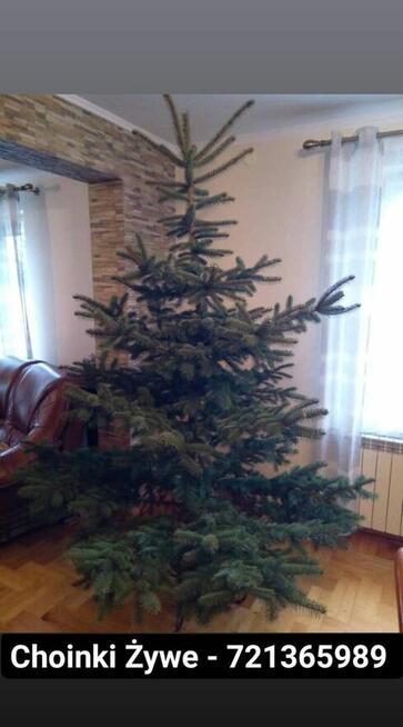 Choinki świąteczne żywe cięte i w doniczkach jodła świerk